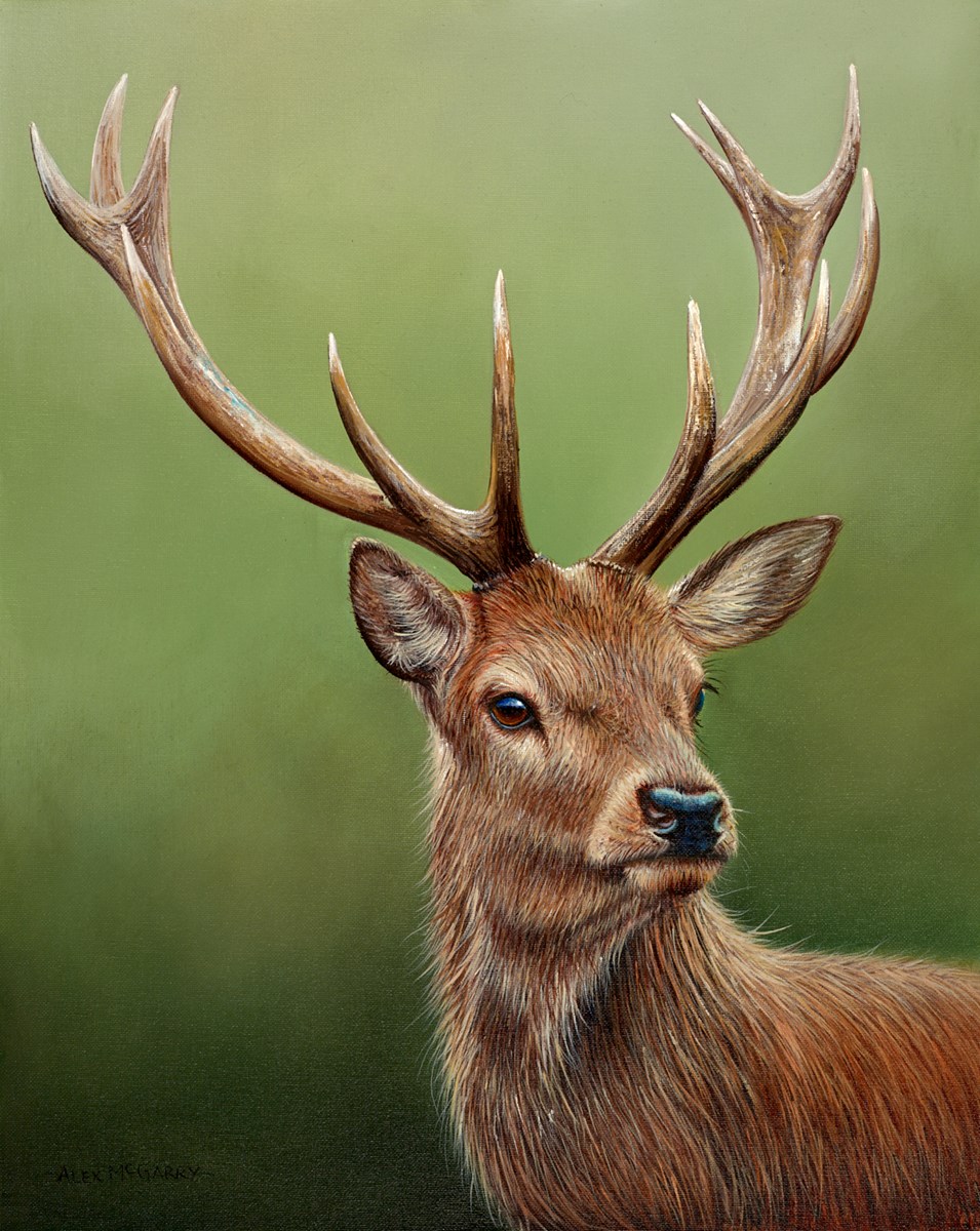 Stag
