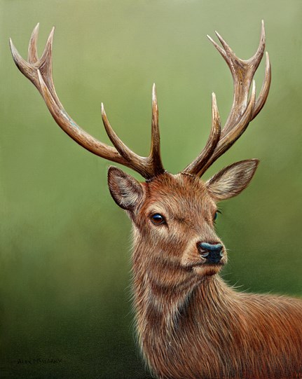 Stag by Alex McGarry - Varnished Original Painting, Canvas on Board
